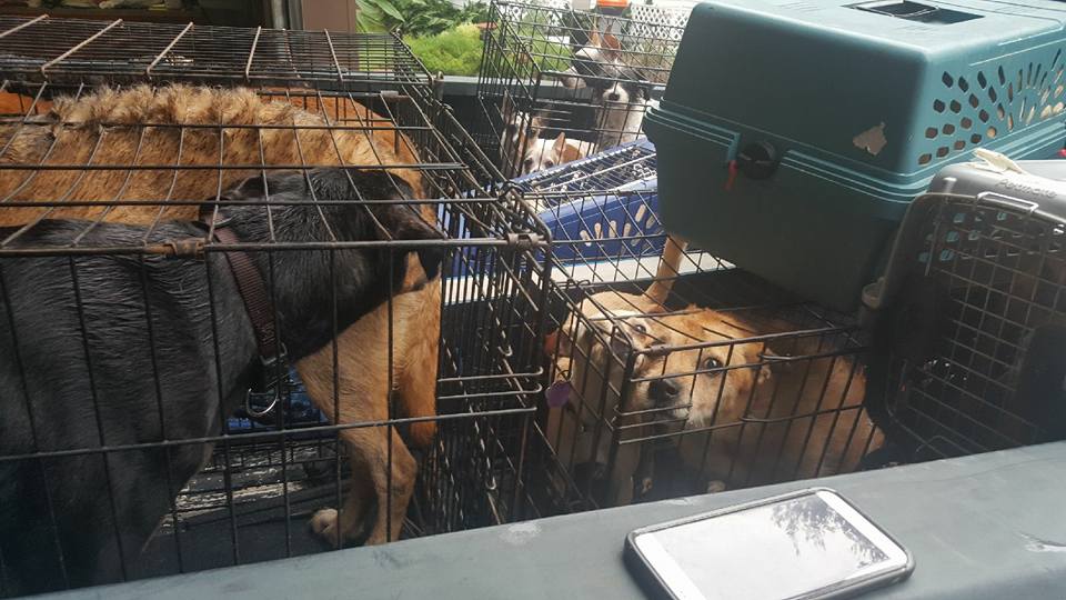 Woman Risks Her Own Safety To Save 21 Dogs From Deadly Flooding