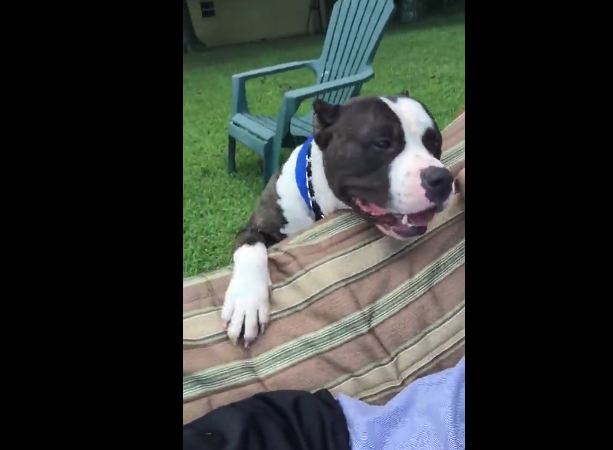 Rescued Pit Bull Is Obsessed With Shaking Hands With His Owner