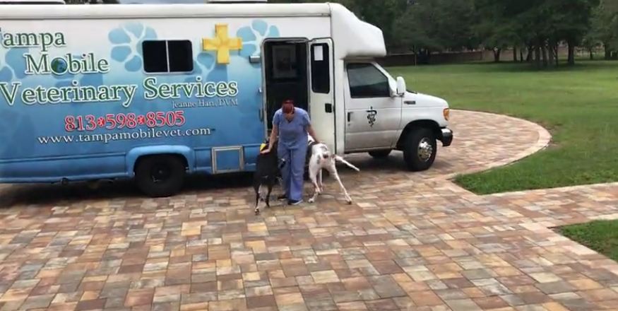 Dogs love visiting mobile vet office