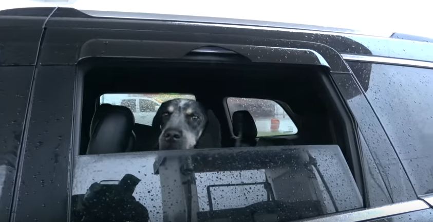 Man’s Driving Around During Hurricane Harvey When A Dog Jumps Into His Jeep