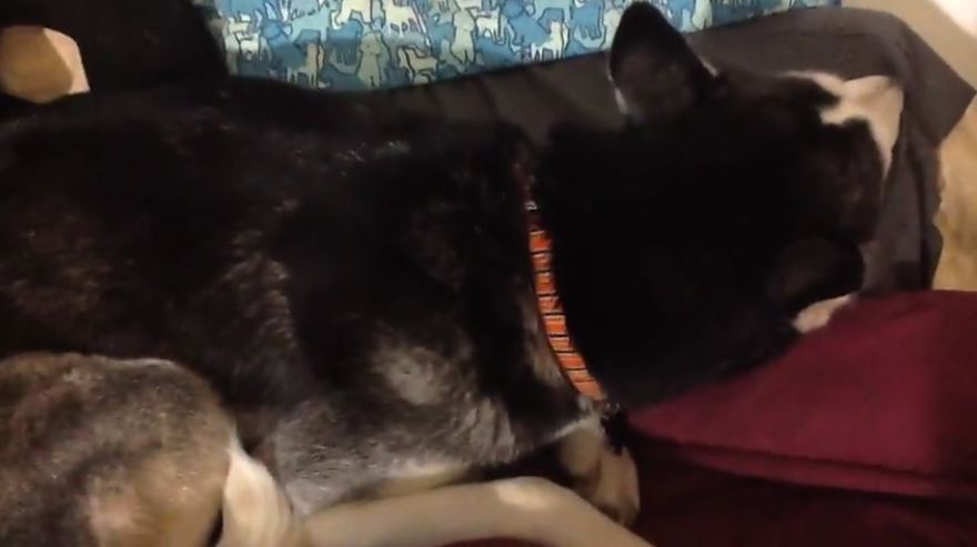 Husky Is Mad And Won’t Look At Owner, So Mom Starts Singing Her Favorite Song