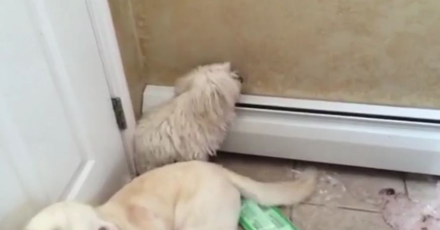 9 Guilty Dogs Who Are Too Cute To Stay Mad At