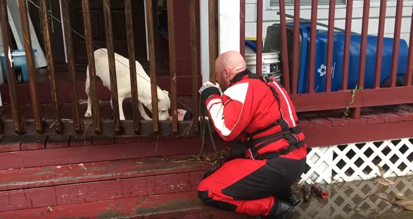 Pets Are Left Stranded In Floodwaters, But This Rescue Team Is Stepping Up In A Big Way