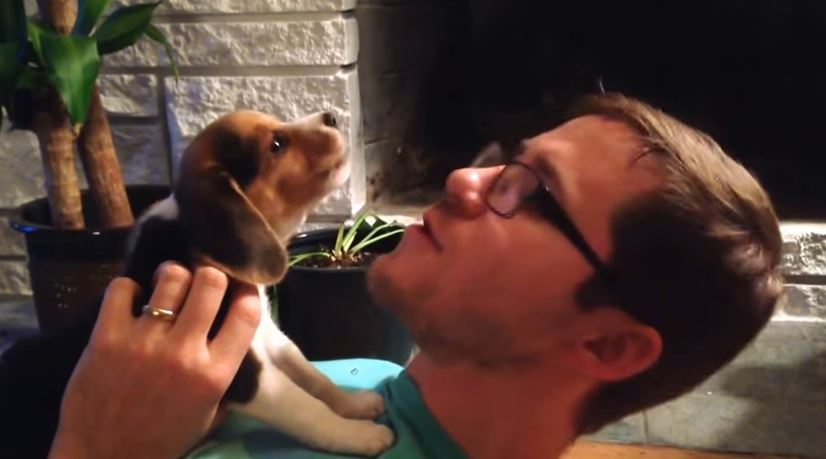 Dad Tries To Teach Beagle Puppy To Howl, Pup Gives It His Best Try