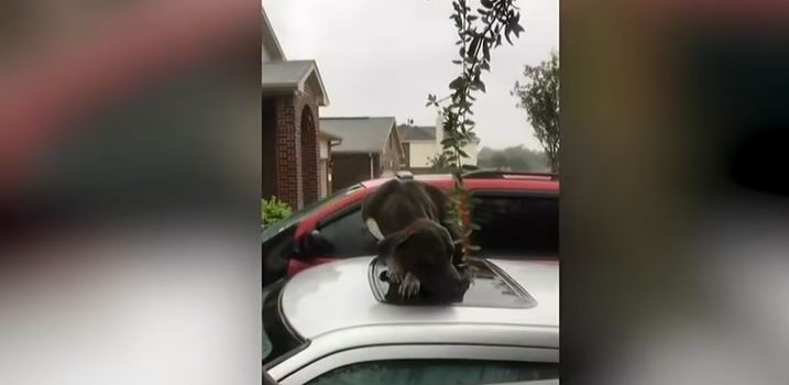 Rescuers Approach Pit Bull On Top Of Flooded Car, Realize He’s Too Scared To Accept Help