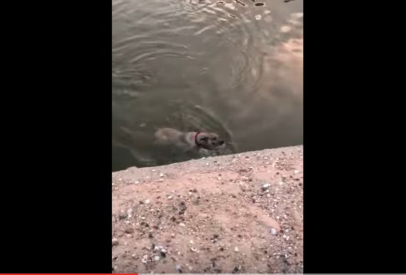 Watch Mesa Police Officer Rescue Sparky From A Canal