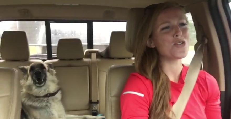 Mom Drives Down The Road, But It’s The Dog In The Backseat You’ll Want To Pay Attention To