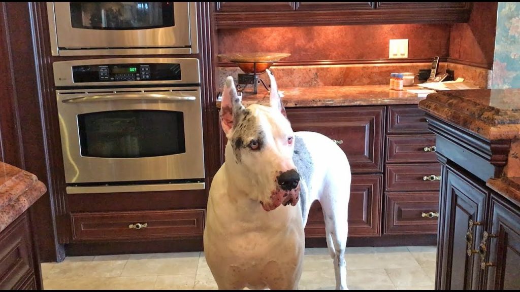 Dinner is late, and this Great Dane is not happy about it