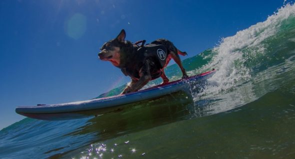 Hang Ten! Annual World Surf Dog Competition Returns to Bay Area