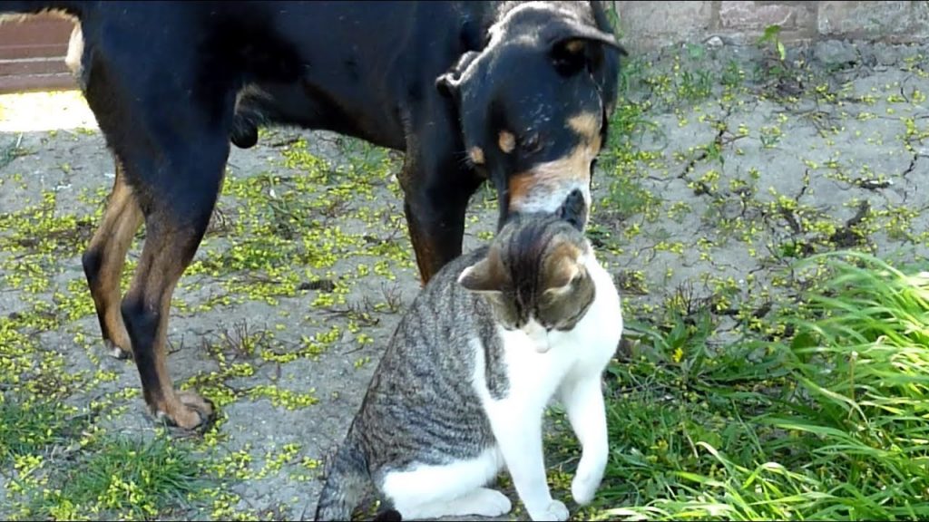 Stray kitten is found on side of the road and saved by dog