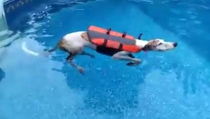 This Retired Greyhound Is Just Gonna Float Because Why Swim?