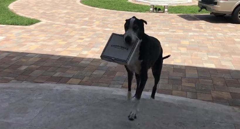 Great Dane acts as pizza delivery service