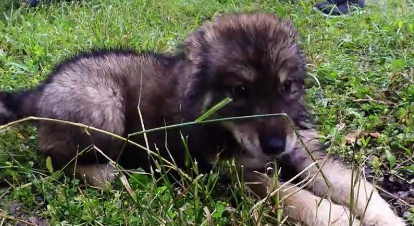 Orphaned wolf-dog puppies enjoy playtime after rescue