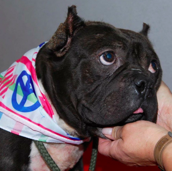 Dog With Tumors In His Ears Spent Four Years In Shelter, But Two Kind Men Gave Him A Second Chance