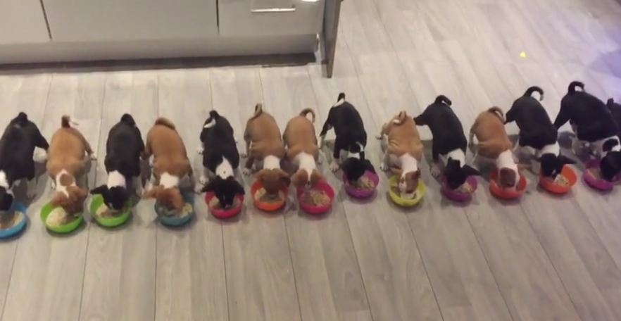 14 Basenji puppies enjoy a meal