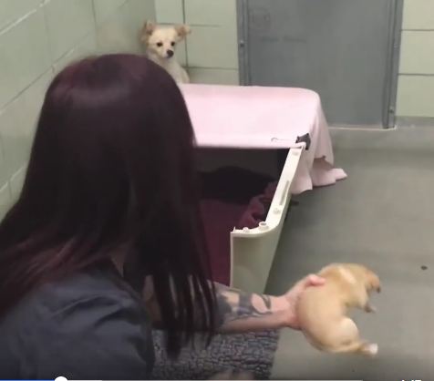 The Moment This Anxious Mama Sees Her Puppies Again Is Indescribable….