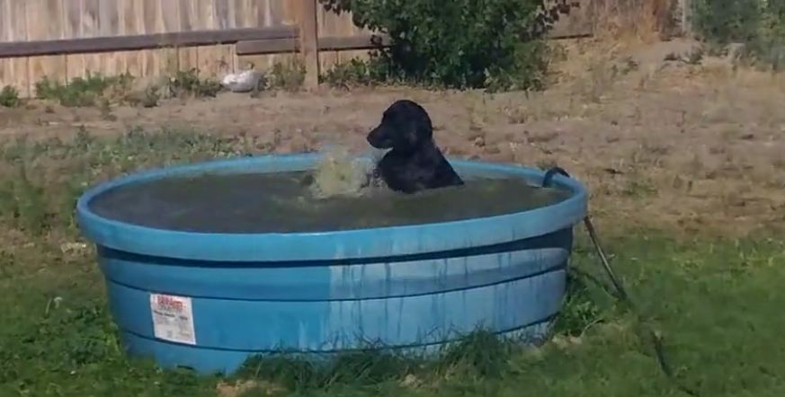 Black Labrador caught having way too much fun in the pool