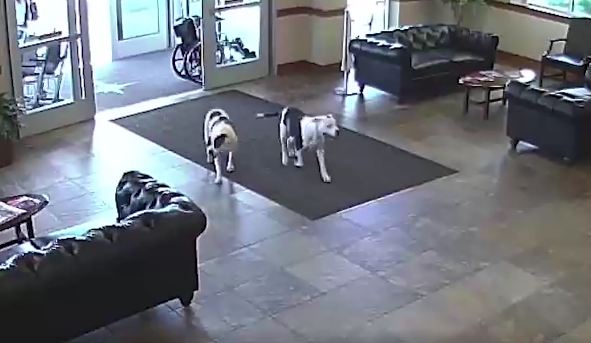 Everyone was caught off guard when two pit bulls wandered into the hospital