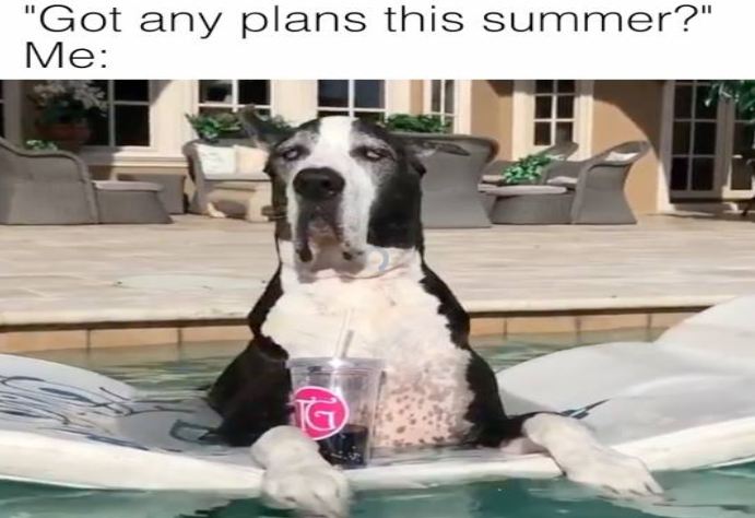 Pool Cool: Great Dane Wins At Summer