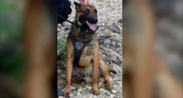 Colorado K-9 Opens Gate With Paw To Rescue His Human Partner