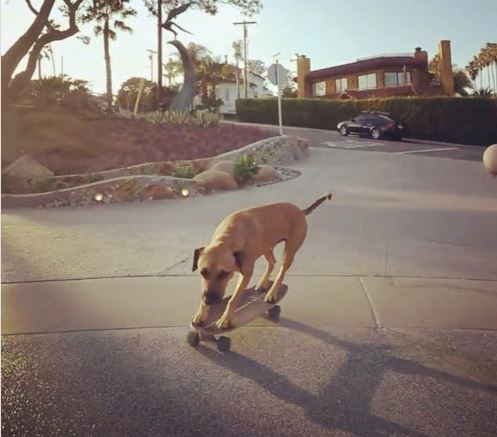 Talented Dog Cruises on Skateboard with Incredible Ease in Cool Video Series