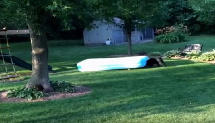 Labrador Runs Off with Inflatable Pool on His Head in Hilarious Video