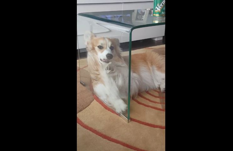 Corgi thoroughly confused by glass coffee table