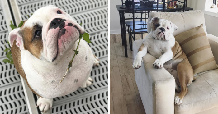 Meet Walter – An English Bulldog Who Likes To Sit Like A Human In His Favorite Chair