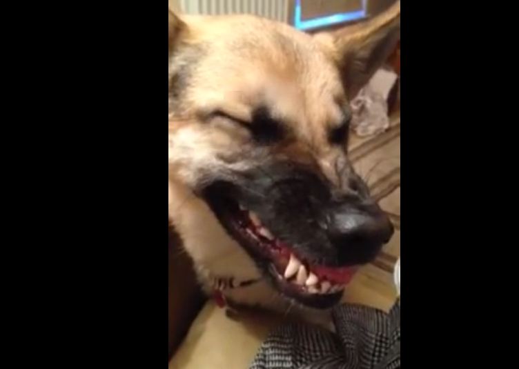 Adorable German Shepherd Can’t Figure Out Growling