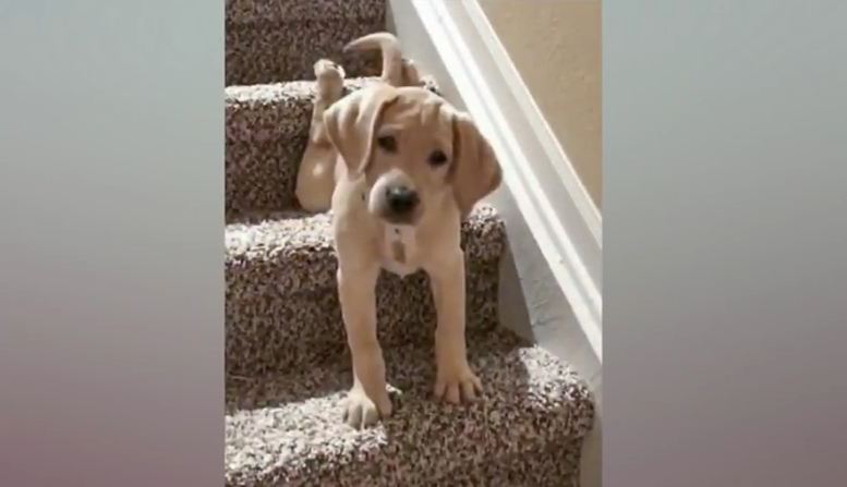 Floppy Puppy Keeps on Trying to Conquer Stairs in Adorable