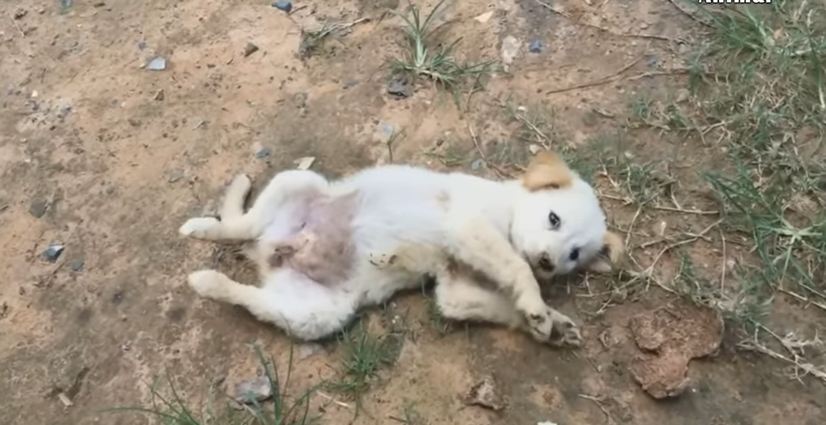 Update! Sick Puppy Who Bitten By Big Dog Finally Happy