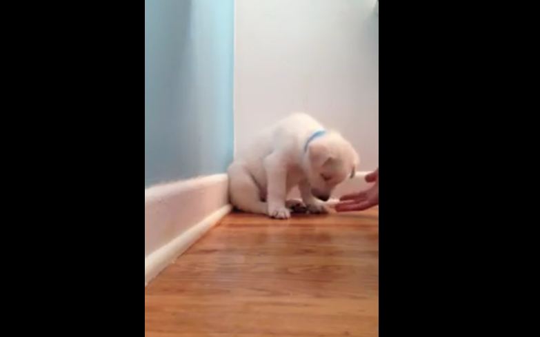 Cute Puppy Falls Asleep During Training