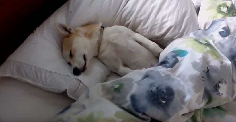 Clever Puppy Plays Dead to Avoid Vet Visit