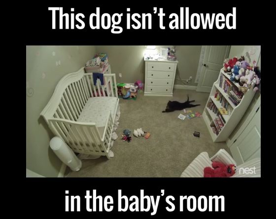 Dog Not Allowed In Baby’s Room Gives Zero You-Know-Whats…!
