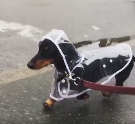 Weenie in a Raincoat!