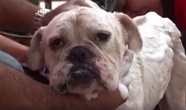 Bulldog found tied up by electrical cord in 100 degree heat