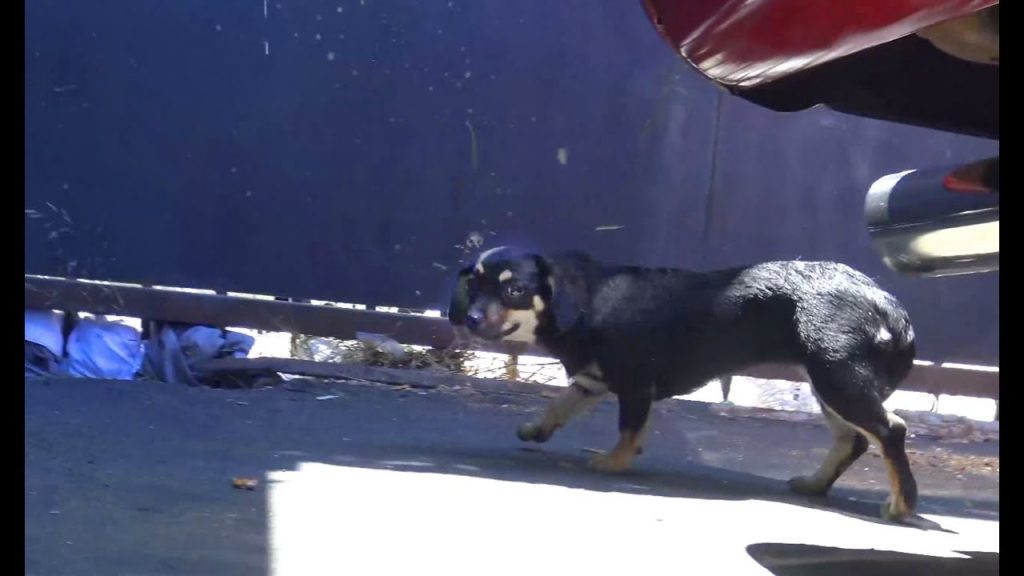 Hope For Paws goes to rescue dog in industrial area, sees another dog running down the street