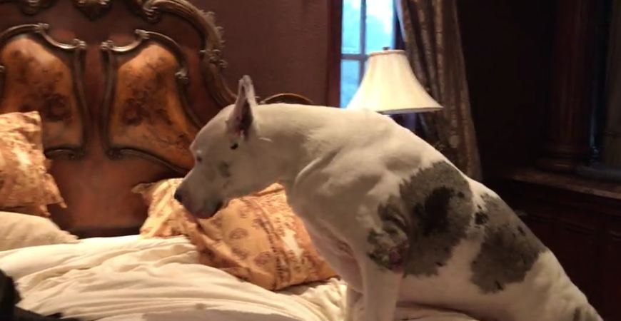 Huge Great Danes easily take over king-sized bed