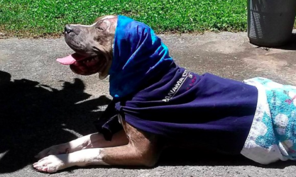 Dog Mom Gets Creative To Bring Out The Beauty In This Gorgeous Pit Bull Rescued From Dog Fighting