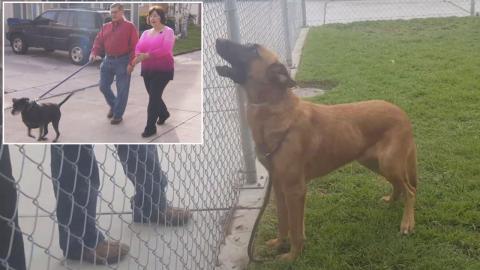 Dog Sadly Watched His Family Adopting Another One At Shelter, Now Finds A New Home