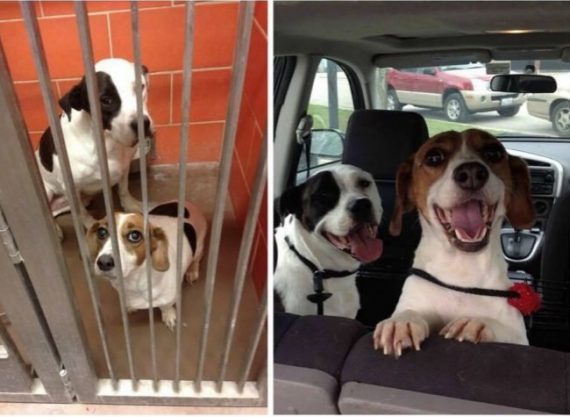 15 heartwarming pictures snapped before and after animals were adopted