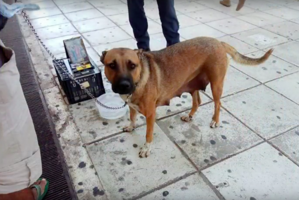 Mama Dog And Her Puppies Were Being Exploited By A Street Beggar For Profit Until Police Stepped In