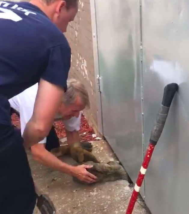 Terrified Cat’s Head Was Stuck Under A Metal Door. Firefighters Work Fervently Together To Rescue Him