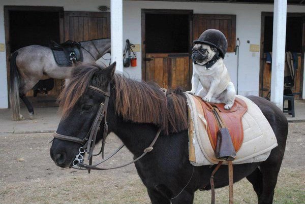 These Lucky Dogs Getting Pony Rides Are Loving Their New BFFs
