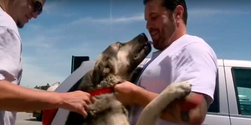 Soldier Joyfully Reunites With Dog Who He Formed Special Bond With In Iraq, Adopts Him As His Own