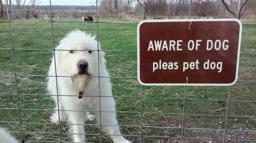 15 Weirdly Awesome Dog Signs That Will Make Any Dog Person Laugh