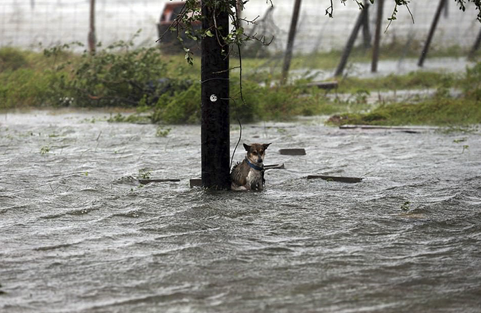 Some People Left Their Dogs Tied Up To Die In The Flood And It Will Break Your Heart