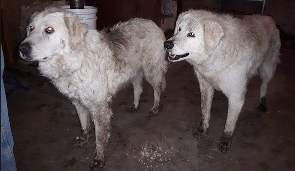 Heroic Guardian Dogs Refuse To Abandon Sheep To Protect Them From Wildfires