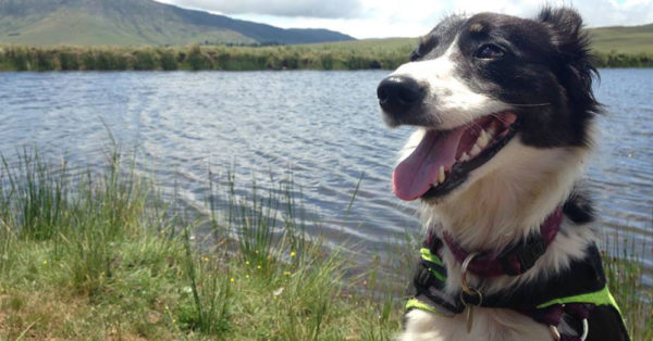 This Dog Is Helping Us Rediscover Species We Once Thought Were Extinct!