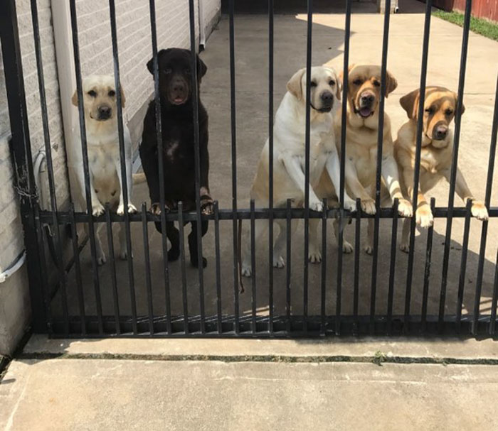 Secret Camera Captures What The New Mailman Does With Family’s Dogs When They’re Gone